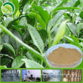 Tea polyphenols 50% for green tea extract capsules